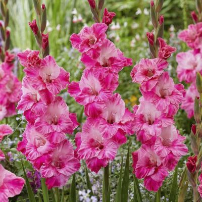 Гладиолус Хьюго - Dolina-Sad.Ru