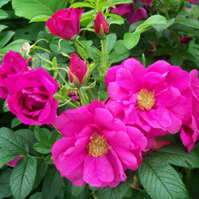 Роза морщинистая (Ругоза) - Dolina-Sad.Ru