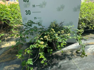 Стефанандра Криспа, С3 - Dolina-Sad.Ru