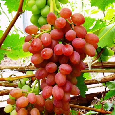 Виноград Кинг Руби Виноград Кинг Руби фото