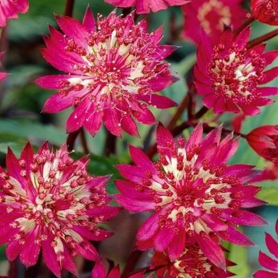 Астранция крупная Кларет - Dolina-Sad.Ru