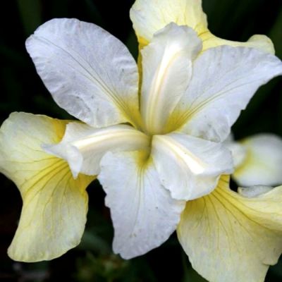 Ирис Баттер энд Шуга Ирис Баттер энд Шуга - Dolina-Sad.Ru