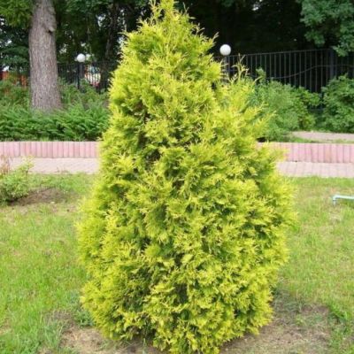 Туя западная Европа Голд Туя западная Европа Голд фото