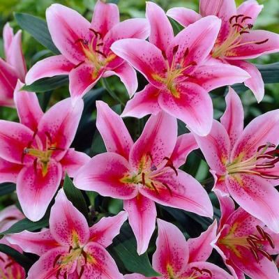 Лилия Тибер 2шт. Лилия Тибер 2шт. фото