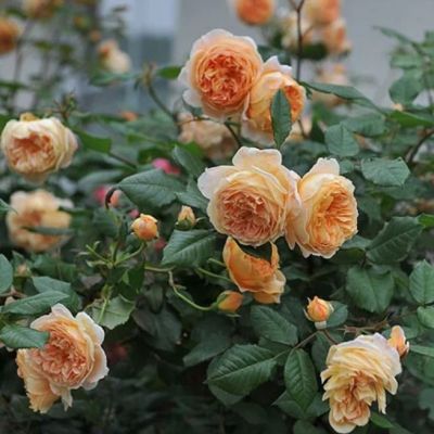 Роза Принцесс Маргарет Роза Принцесс Маргарет - Dolina-Sad.Ru