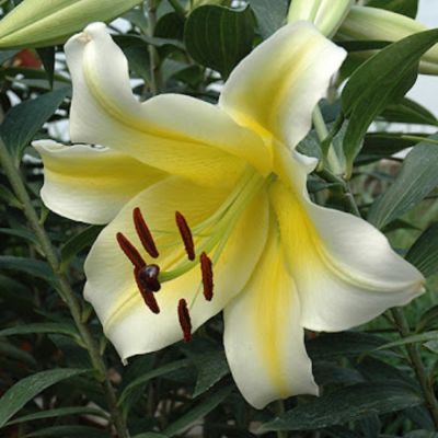 Лилия Конка д’Ор Лилия Конка д’Ор - Dolina-Sad.Ru