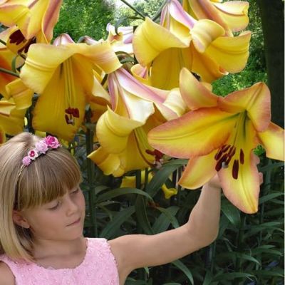 Лилия Райзинг Мун Лилия Райзинг Мун фото