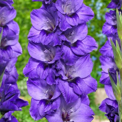 Гладиолус Куки - Dolina-Sad.Ru