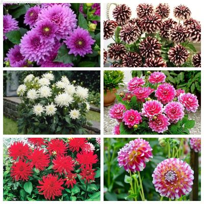 Микс Хит-Бордюр Микс Хит-Бордюр фото