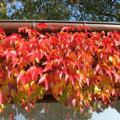 Виноград тройчатый Вичи - Dolina-Sad.Ru