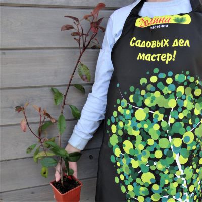 Фотиния фразера Ред Робин Фотиния фразера Ред Робин фото