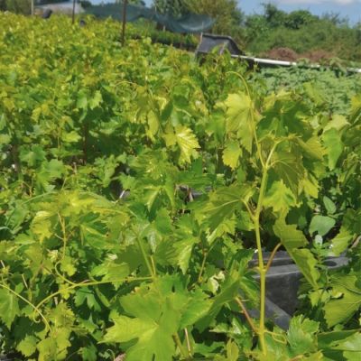 Виноград Прайм Сидлис Виноград Прайм Сидлис - Dolina-Sad.Ru