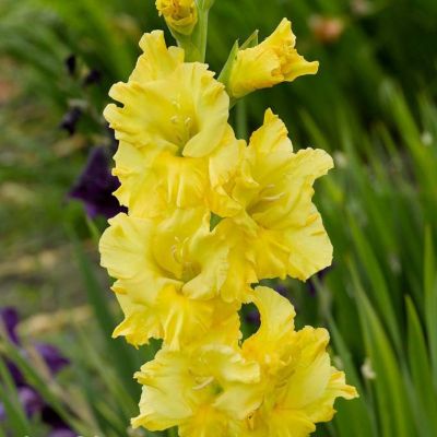 Гладиолус Лемон Дроп Гладиолус Лемон Дроп - Dolina-Sad.Ru