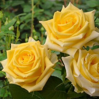 Роза Тара Роза Тара - Dolina-Sad.Ru