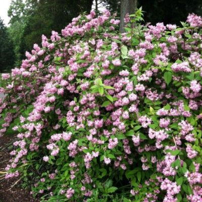 Дейция гибридная Пинк Пом-Пом Дейция гибридная Пинк Пом-Пом фото