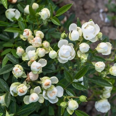 Роза Сновит Роза Сновит - Dolina-Sad.Ru