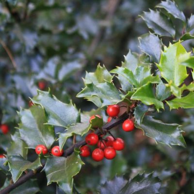 Падуб мезерва Блю Энжел Падуб мезерва Блю Энжел - Dolina-Sad.Ru