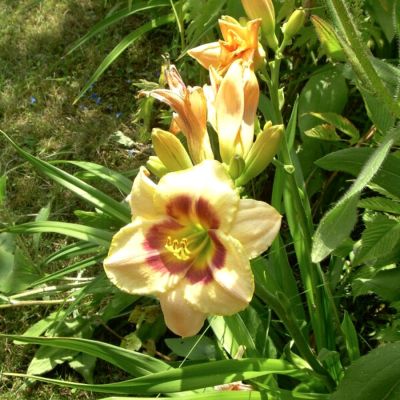 Лилейник Кастед Кэнди - Dolina-Sad.Ru