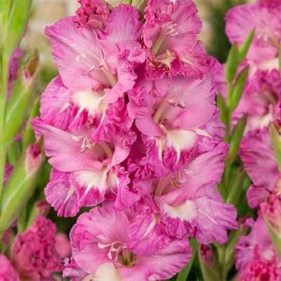 Гладиолус Минск Гладиолус Минск - Dolina-Sad.Ru