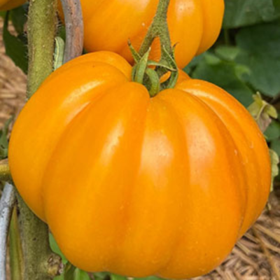 Томат Инжирный медовый автор. Томат Инжирный медовый автор. - Dolina-Sad.Ru