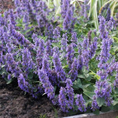 Котовник Фассена Дропморе Котовник Фассена Дропморе - Dolina-Sad.Ru