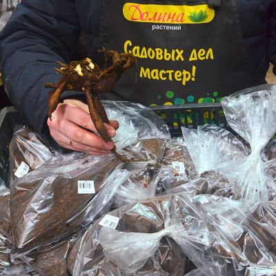 Пион Пинк Хавайан Корал Пион Пинк Хавайан Корал фото