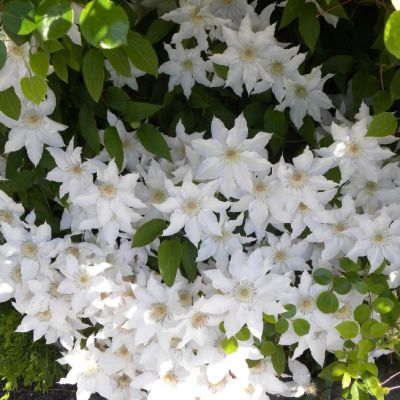 Клематис Сноу Сторм Клематис Сноу Сторм - Dolina-Sad.Ru