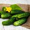 Огурец Зеленые гномики F1 мини пикуль Огурец Зеленые гномики F1 мини пикуль - Dolina-Sad.Ru