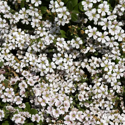 Гипсофила ясколковидная Пикси Сплаш Гипсофила ясколковидная Пикси Сплаш фото