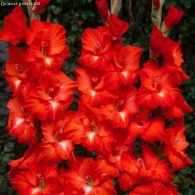 Гладиолус Трейдхорн Гладиолус Трейдхорн фото