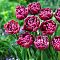 Тюльпан Дрим Тач Тюльпан Дрим Тач фото