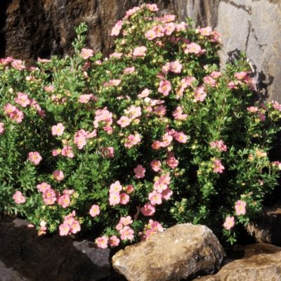 Лапчатка кустарниковая Лавли Пинк (Пинк Бьюти) Лапчатка кустарниковая Лавли Пинк (Пинк Бьюти) фото