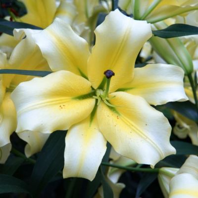 Лилия Конка д’Ор Лилия Конка д’Ор - Dolina-Sad.Ru