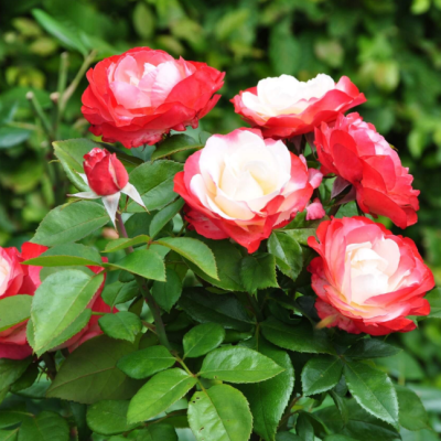 Роза Ностальжи Роза Ностальжи фото