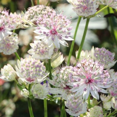 Астранция Вариегатед Вайт - Dolina-Sad.Ru