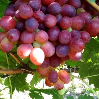 Виноград Шахиня Ирана - Dolina-Sad.Ru