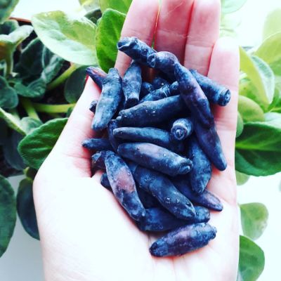 Жимолость Синяя птица Жимолость Синяя птица фото