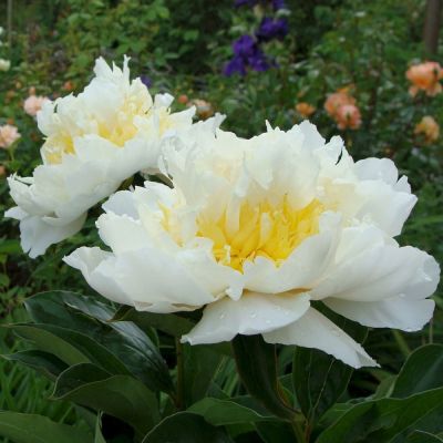 Пион Хани Голд - Dolina-Sad.Ru