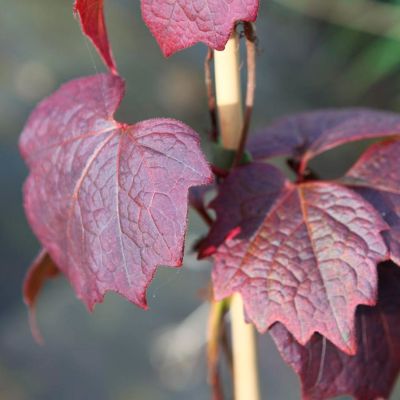 Девичий виноград Пурпуреа Девичий виноград Пурпуреа - Dolina-Sad.Ru