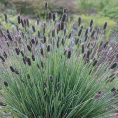 Сеслерия Гейфлера Сеслерия Гейфлера - Dolina-Sad.Ru