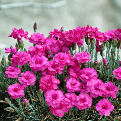 Гвоздика Претти Бекки , C2 Гвоздика Претти Бекки , C2 фото