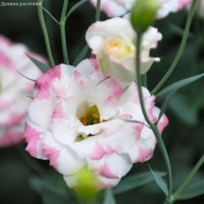 Эустома Эхо Шампань F1 Эустома Эхо Шампань F1 фото