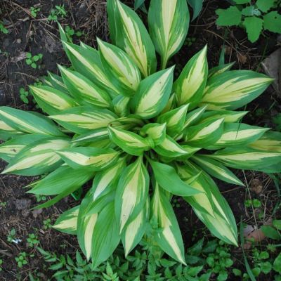 Хоста Черри Берри Хоста Черри Берри фото