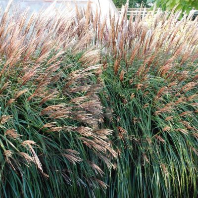 Мискантус китайский Кратер , С1,5 Мискантус китайский Кратер , С1,5 фото