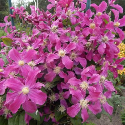 Клематис Инспирэйшн Клематис Инспирэйшн - Dolina-Sad.Ru