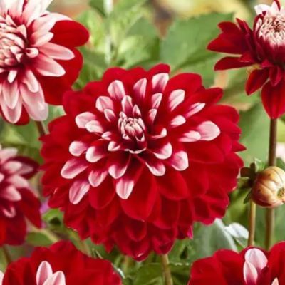 Георгина Ольгас Лайт Георгина Ольгас Лайт - Dolina-Sad.Ru