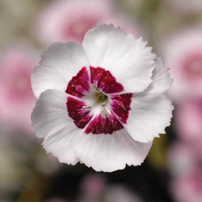 Гвоздика перистая "Дикси Пинк" фото