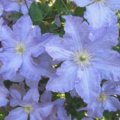 Клематис Голубой Ангел Клематис Голубой Ангел фото