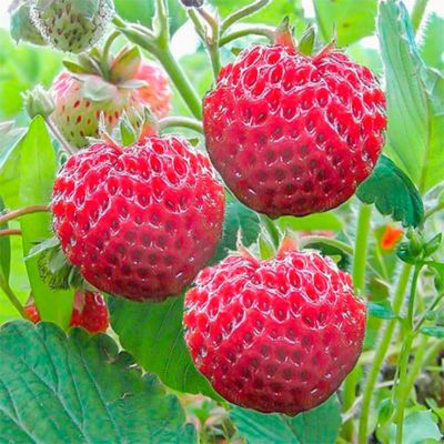 Клубника Фрамберри/Среднеранняя Клубника Фрамберри/Среднеранняя - Dolina-Sad.Ru