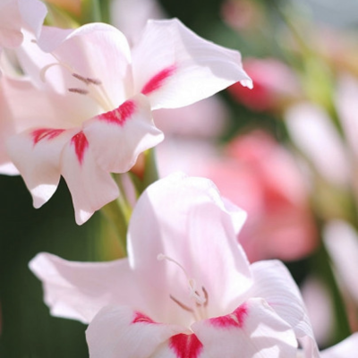 Гладиолус Эльвира Гладиолус Эльвира фото